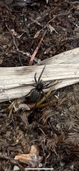 Araneae