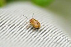 Cryptocephalus fulvus