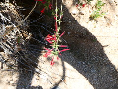 Anisacanthus thurberi
