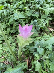 Curcuma aromatica