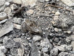 Eleutherodactylus campi