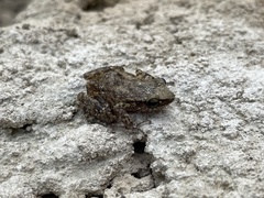 Eleutherodactylus campi