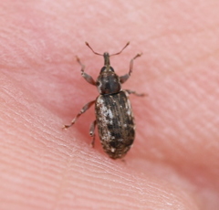 Dorytomus ictor