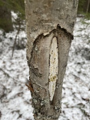 Fungi