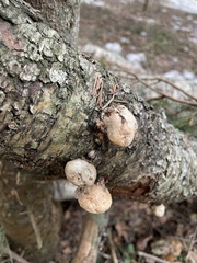 Fomitopsis betulina