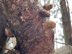 Fomitopsis betulina