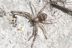 Philodromus buxi