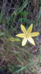Triteleia ixioides ixioides