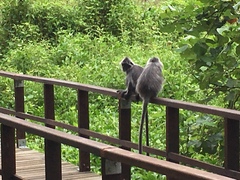 Trachypithecus cristatus