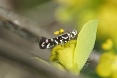 Eteobalea