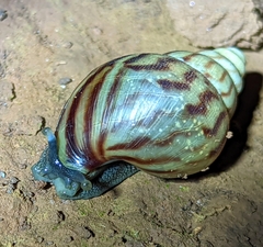 Achatininae