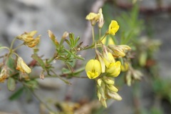 Medicago prostrata