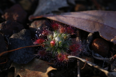 Drosera hyperostigma