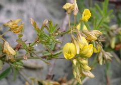 Medicago prostrata