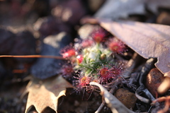 Drosera hyperostigma