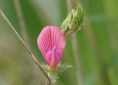 Onobrychis aequidentata