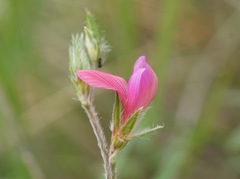 Onobrychis aequidentata