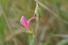 Onobrychis aequidentata