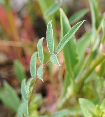 Onobrychis aequidentata
