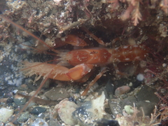 Dorphinaxius kermadecensis
