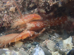 Dorphinaxius kermadecensis