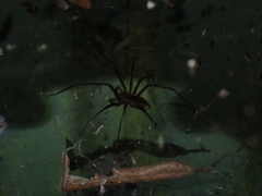 Corasoides australis