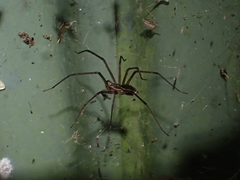 Corasoides australis