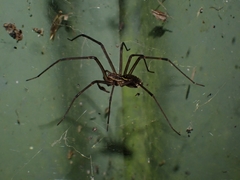 Corasoides australis