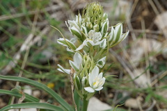 Ornithogalum comosum