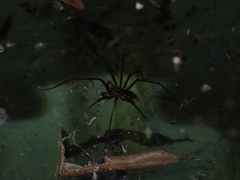 Corasoides australis