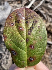 Mycosphaerella chimaphilae