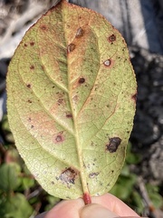 Mycosphaerella chimaphilae