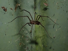 Corasoides australis