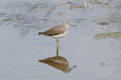Tringa ochropus