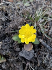 Ranunculus glaberrimus