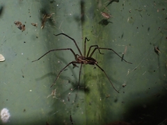 Corasoides australis