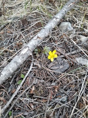 Ranunculus glaberrimus