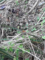 Libellula croceipennis