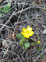 Ranunculus glaberrimus