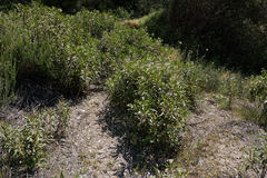 Eriodictyon trichocalyx