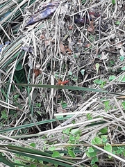 Libellula croceipennis