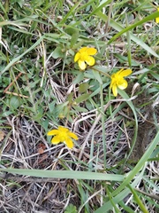 Ranunculus glaberrimus