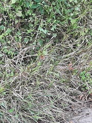 Libellula croceipennis