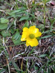 Ranunculus glaberrimus