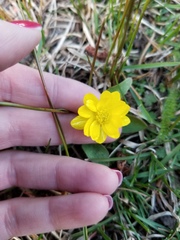 Ranunculus glaberrimus