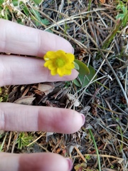 Ranunculus glaberrimus