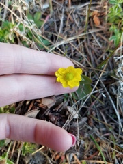 Ranunculus glaberrimus