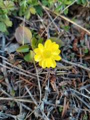 Ranunculus glaberrimus