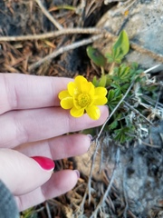 Ranunculus glaberrimus