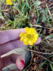 Ranunculus glaberrimus
